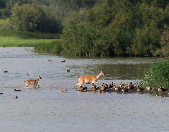 Parque Natural de los Aiguamolls del Empordà